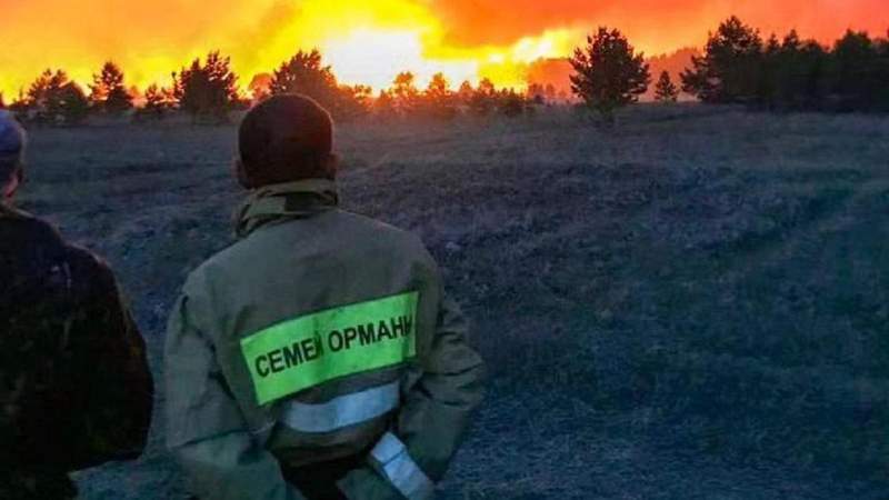 Қаза тапқан орманшылардың отбасыларына өтемақы төленеді