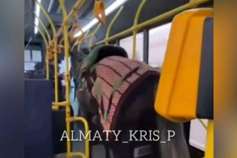 Алматыда жылқысын автобуспен тасымалдаған ер адамға айыппұл салынды