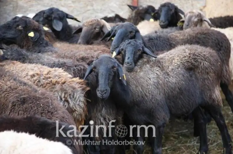 Атырауда Құрбан айттың бірінші күні қой бағасы 120 мың теңгеге дейін көтерілді