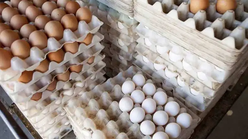 Жұмыртқа қымбаттап кетті