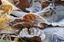 Оңтүстік өңірлерде үсік ұрады