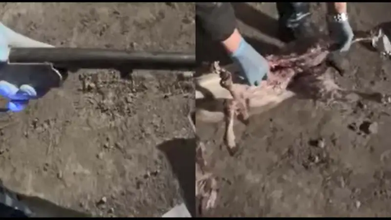 Қызыл кітапқа енген қарақұйрықты атқандар ұсталды 