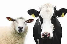 400 мың мал әкелінбек