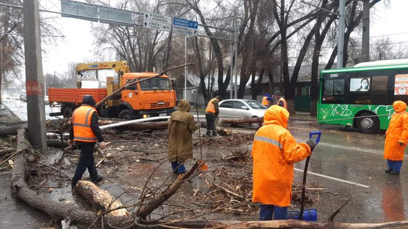 «Көліктерді ағаштардың астында қалдырмауды сұраймыз»