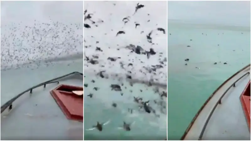 Маңғыстауда үйрек қаққан балықшылар жауапқа тартылды