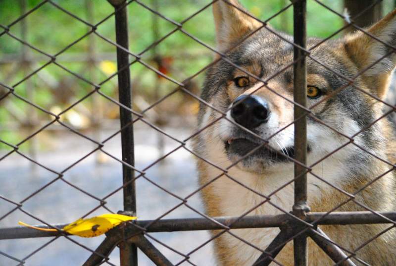 Өскеменде хайуанаттар бағындағы қасқыр кішкентай қызды тістеп алды