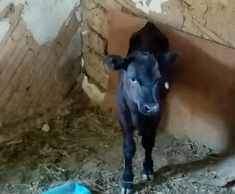 Асыл тұқымды бұзау ұрлаған 