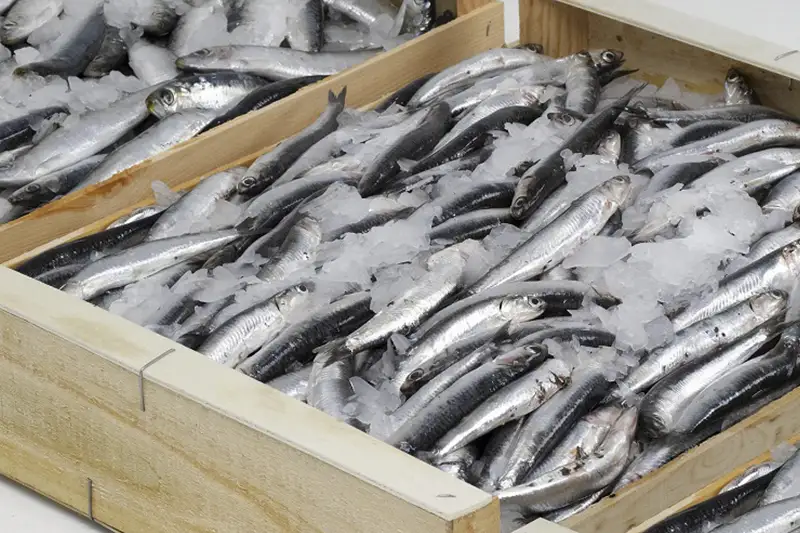 20 мың тонна балық экспортталады