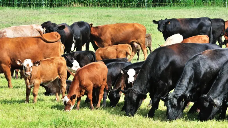 Сиыр жылы қандай оқиғалар болған?