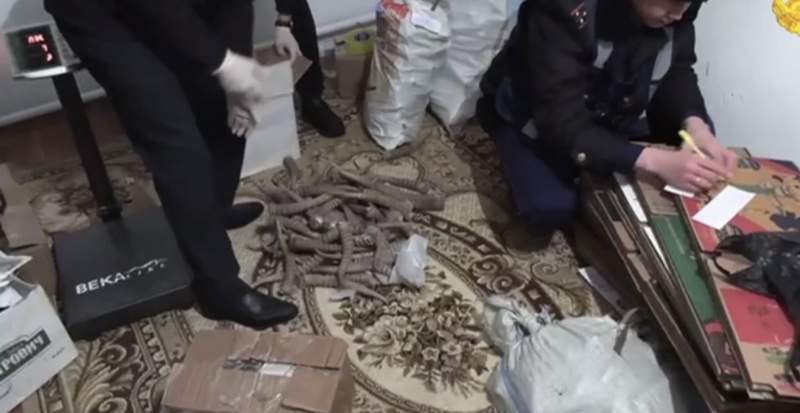 Ақбөкеннің 2 мыңнан астам мүйізі тәркіленді