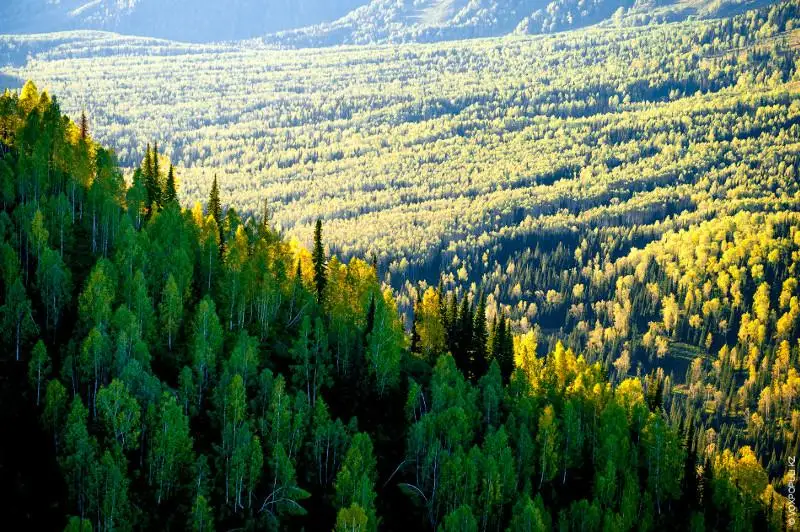 Бүгін Халықаралық орман күні