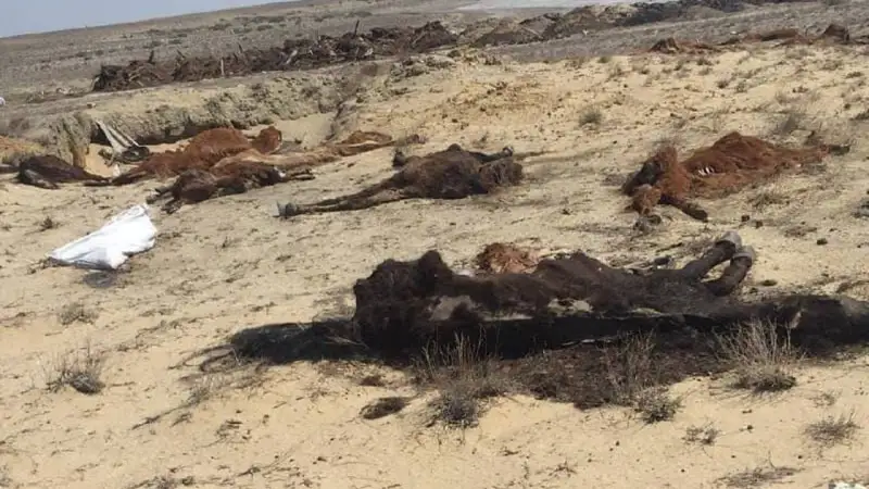 Маңғыстау облысында ірі қара мал қырылып жатыр