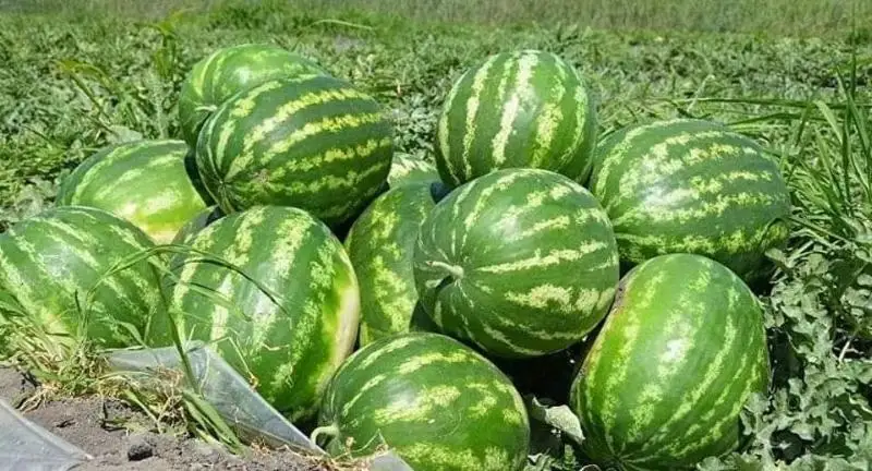 Алқаптан 600 келі қарбызды ұрлап, сатып жіберген 