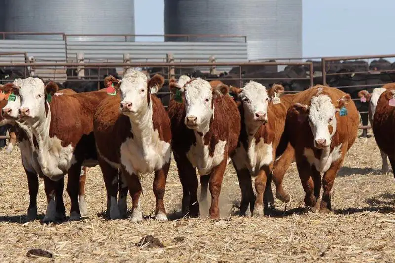 Қазақстандағы ірі қара мал саны қанша?