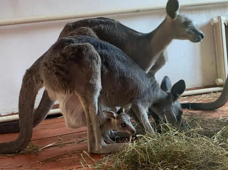 Алматы зообағында кенгуру төлдеді