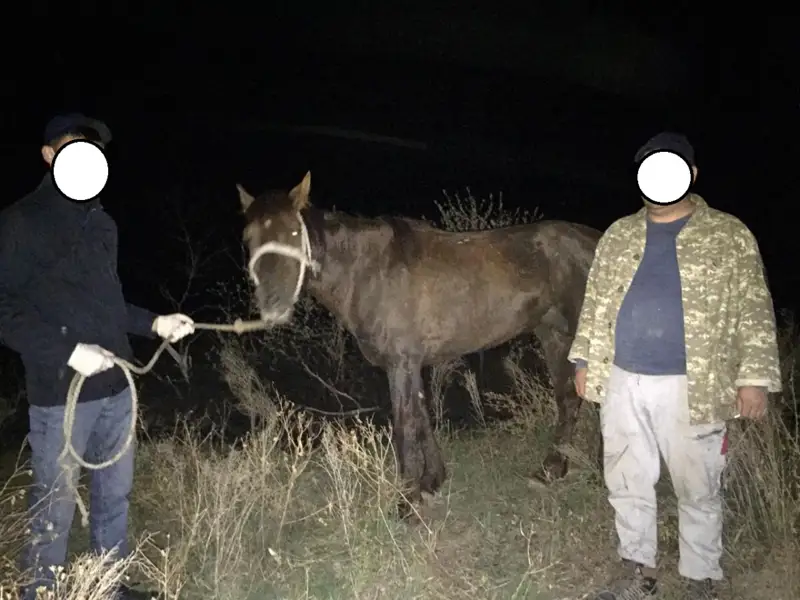 Қорадан жылқы ұрлаған ұры ұсталды 