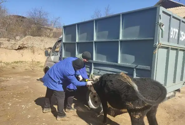 Шымкентте эпизотиялық іс-шаралар басталды 
