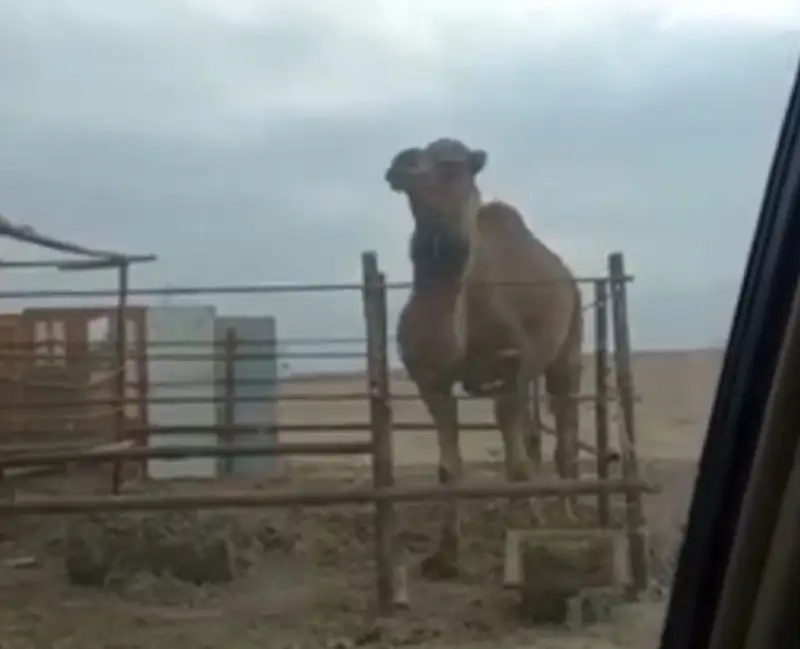 Желіде қазақша өлеңге билеген түйенің видеосы тарады