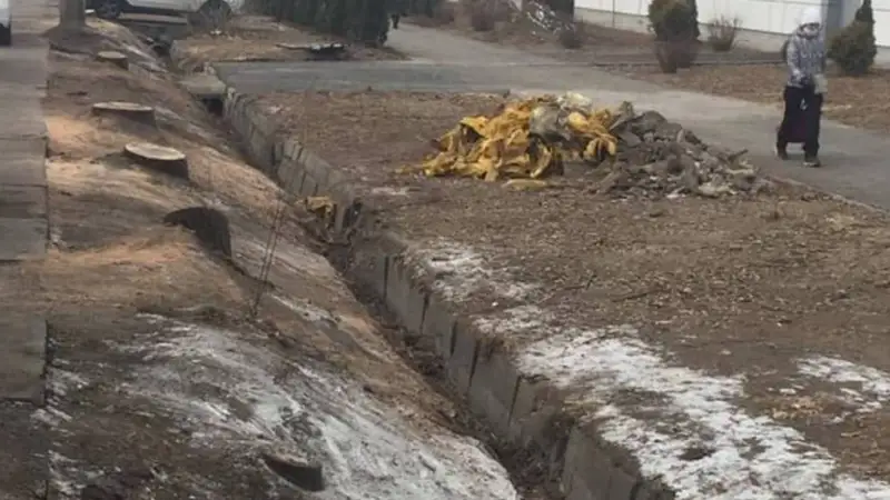 Ағашты кімнің отатқаны белгілі болды