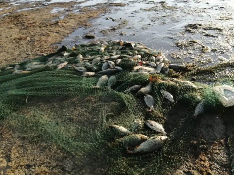 Торы 80 метр браконьерлер ұсталды