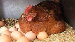 Тауық жұмыртқалары есекке көтерілді Тауық жұмыртқалары есекке көтерілді