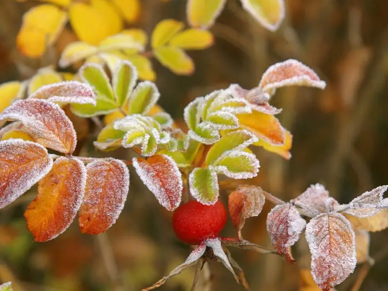 Оңтүстікте үсік жүреді