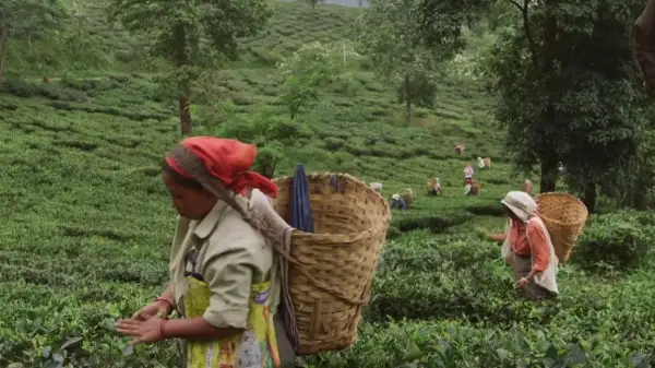 Шай өсіру саласы дағдарысқа ұшырады