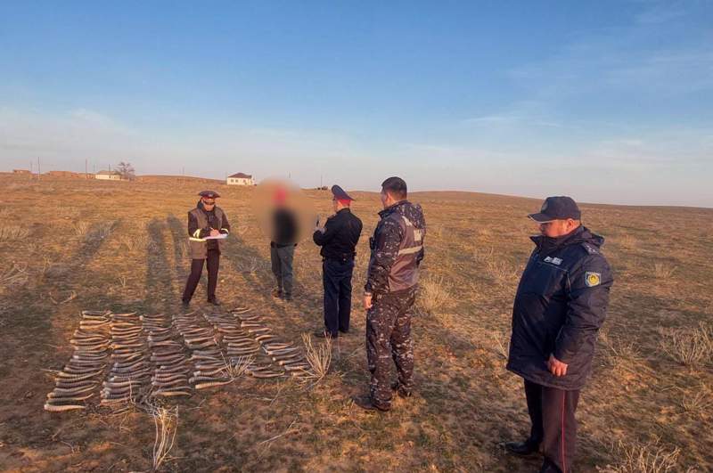 Атырау облысында 137 дана заңсыз киік мүйізі тәркіленді 