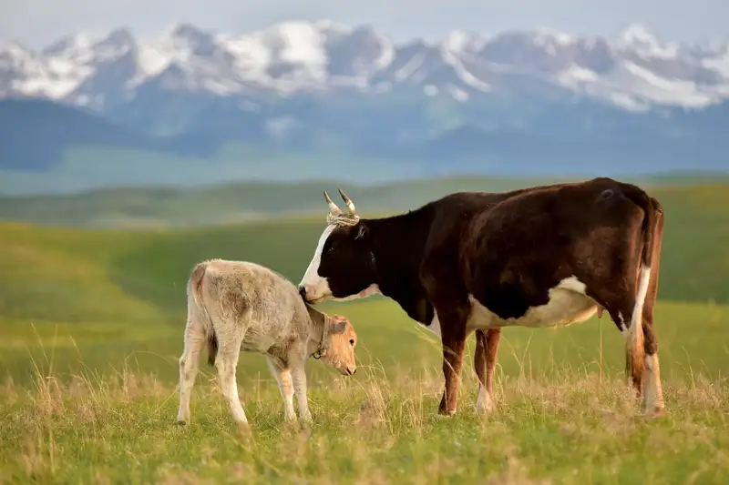  36 мың ірі қара сатып алады