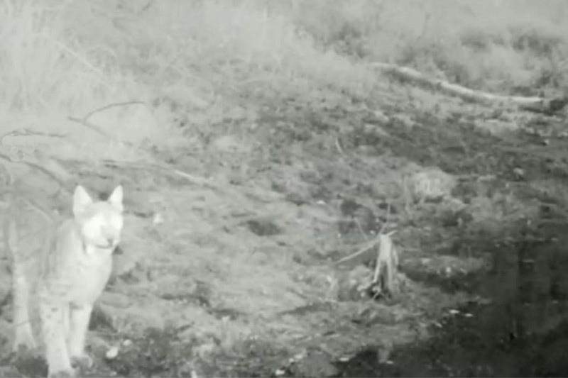 Сілеусін алғаш рет фототұзаққа түсті