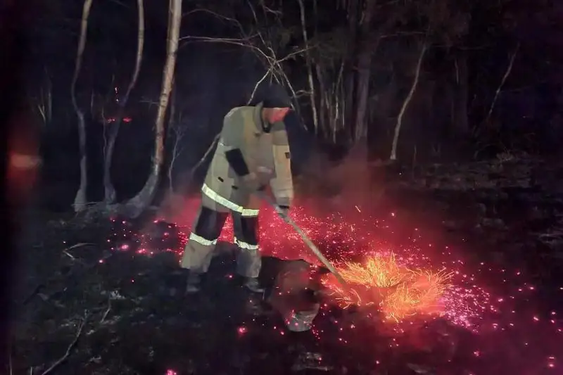 Зерендіде 104 гектар орман өртеніп кетті