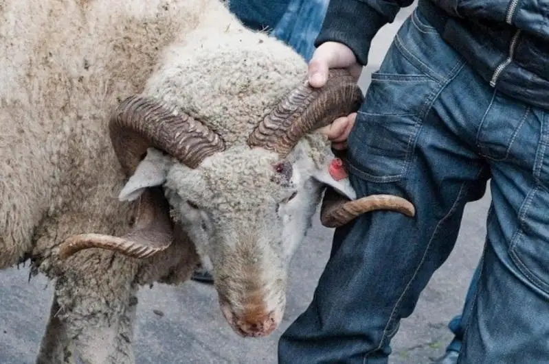 Құрбан айтта неге тыйым салынды?