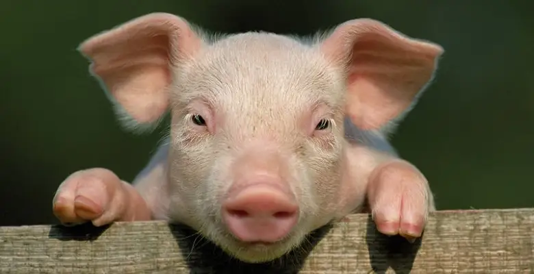 Тұңғыш рет адамға шошқаның ағзасын салған