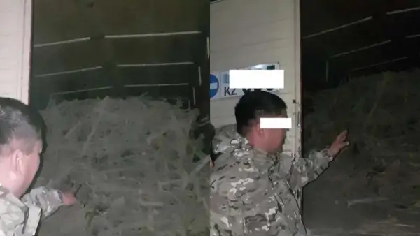 Сексеуілді заңсыз кескендер ұсталды