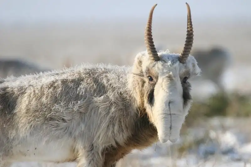 2,5 мыңнан астам киік мүйізі тәркіленді