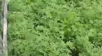 Атырау полицейлері бақшасына қарасора өсірген тұрғынды ұстады 