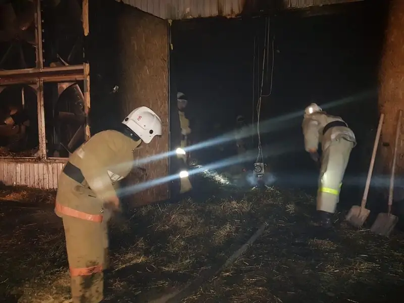 3 мың балапан қырылды