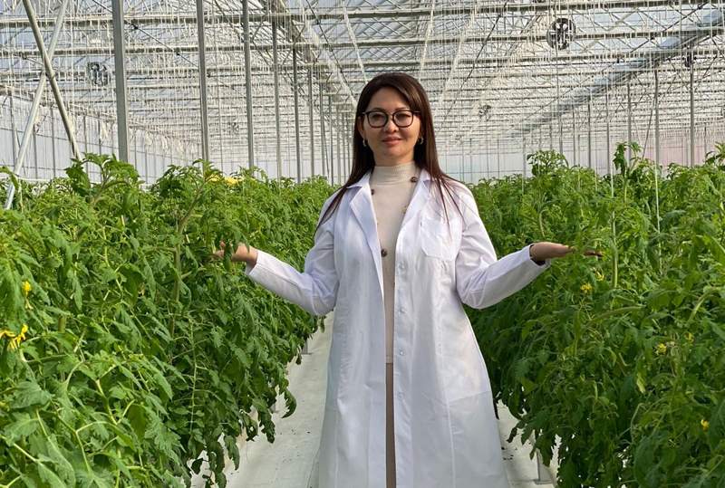 Гүлдана Кемелбекқызы: 1 гектардан жыл сайын 300 тонна қызанақ алуға болады