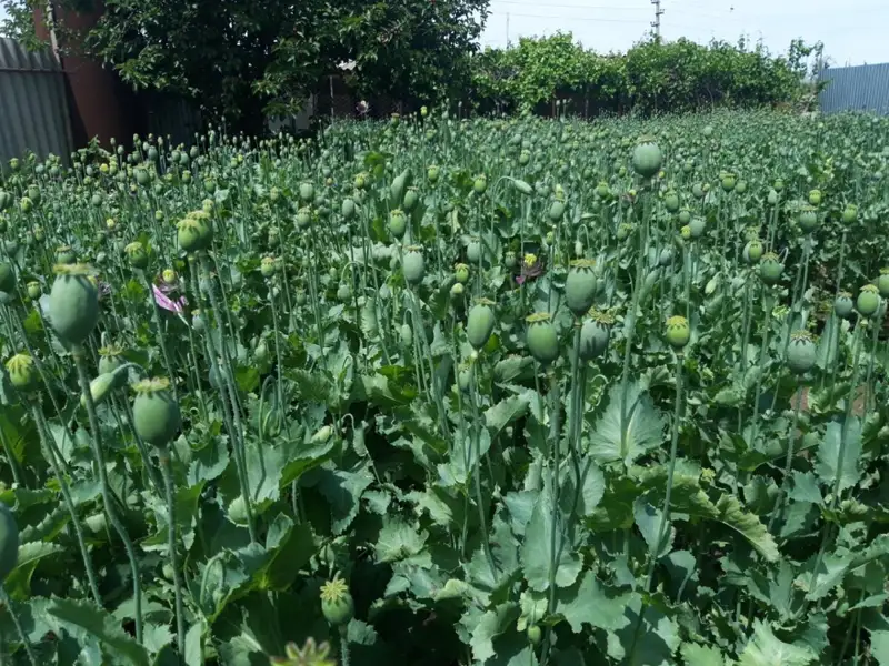 80 жастағы қарияның үйінен 62 келі “көкнәр” табылды 