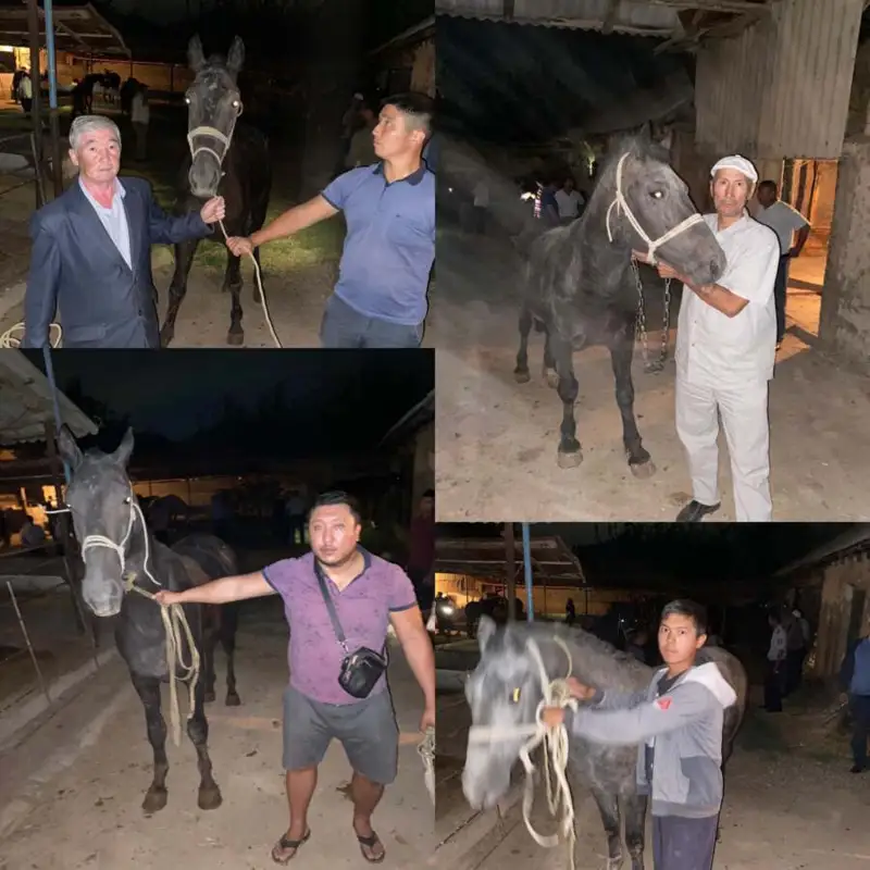 Түркістан облысының полицейлері 6 ауданнан мал ұрлаған 2 қылмыстық топты ұстады  