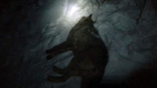 ШҚО-да бір әйел мен оның сегіз жастағы баласын қасқыр талады
