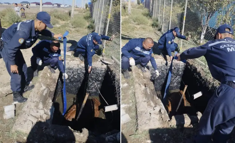 Құтқарушылар құдыққа түсіп кеткен сиырды шығарды