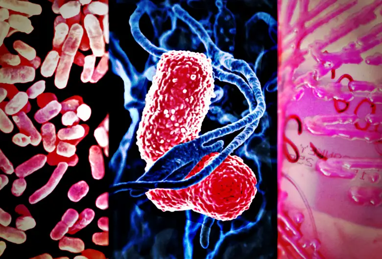 Қапшағай су қоймасынан пневмония таяқшалары табылғаны рас па?