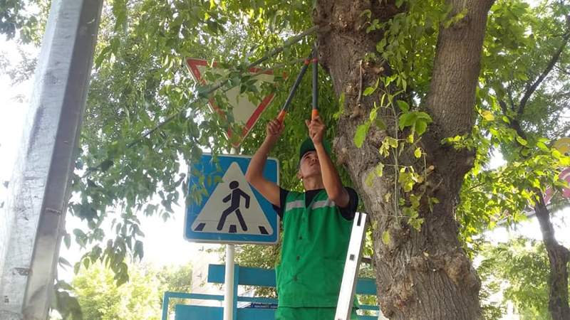 Әл-Фараби ауданында ағаштарды кесу жұмыстары жүргізілуде