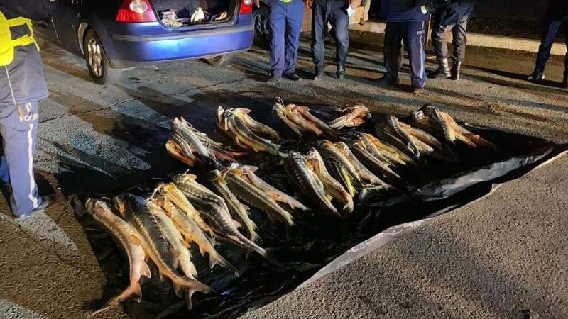 Маңғыстауда 150 келі бекіре тәркіленді