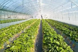 Елімізде жылыжайларды мемлекеттік қолдау жетілдіріледі