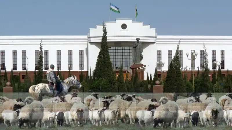 Шопандар әкімдік алдында қой бағып жүр