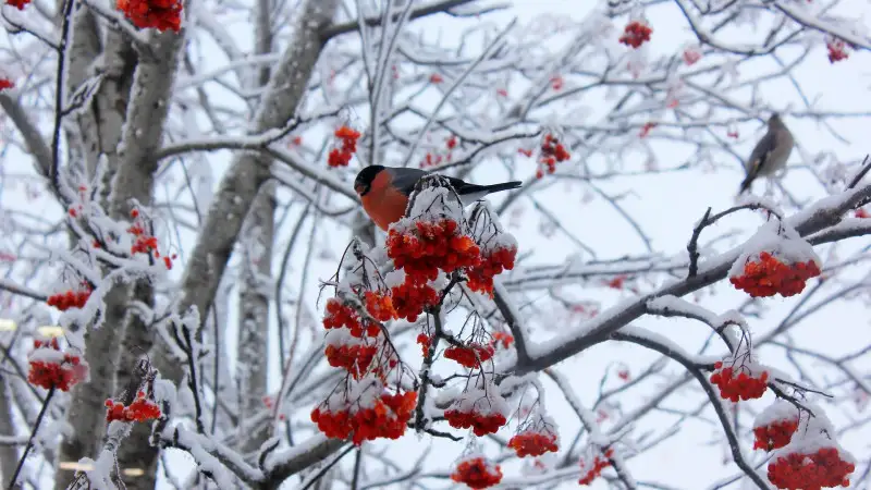 Алдағы күндері ауа райы қандай болады?