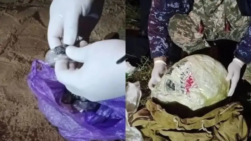 Жамбылдық тұрғын есірткі жинау үшін фазендада малшы болып жұмыс істеген 
