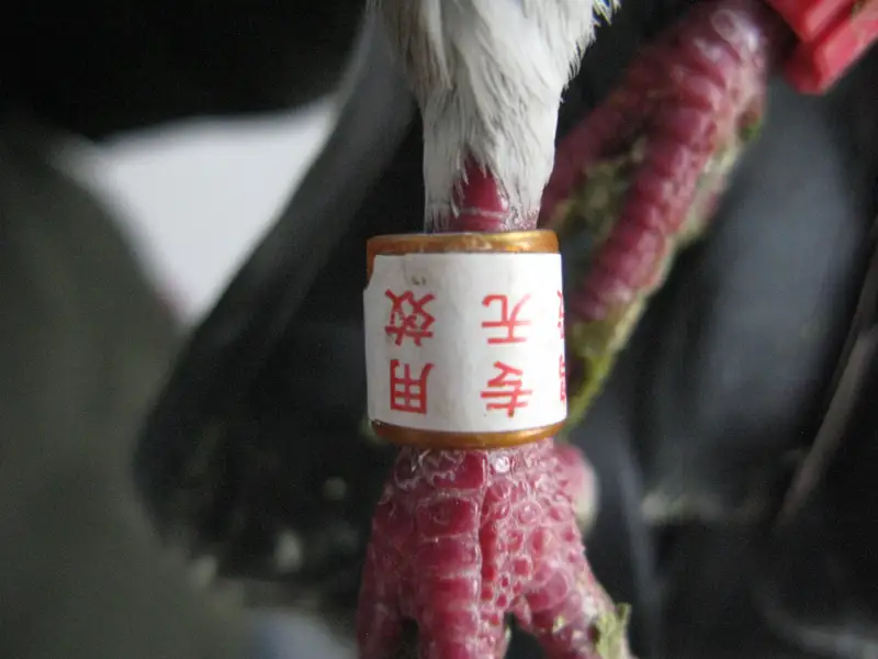 Қытайлық «шпион кептерлердің» сыры ашылды